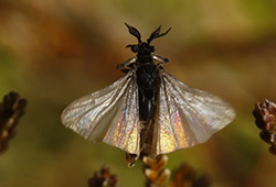 Insectenordes