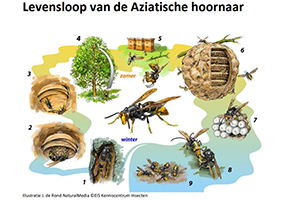Deze Aziatische hoornaar is een bedreiging voor Nederland. En dat als je één of meerdere van deze Aziatische hoornaren zag, je dit moest melden. Het bleek om een grote wesp te gaan.